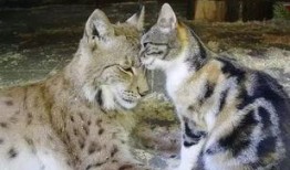 山猫大哥最新爆料内容,娱乐圈最新爆料大揭秘！